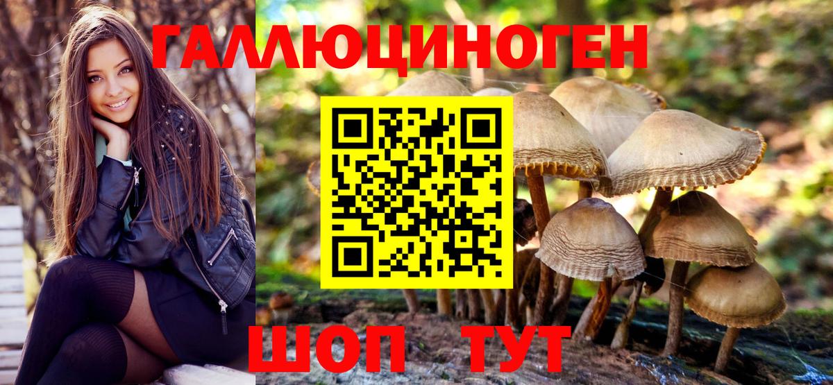 Псилоцибиновые грибы Psilocybe Махачкала